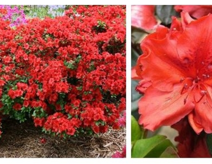 Azalea japonica Hot Shot