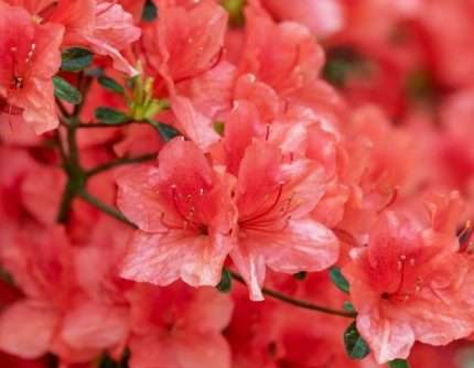 Azalea japonica Hot Shot
