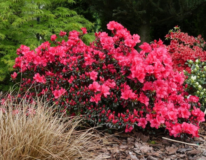 Azalea japonica Johana