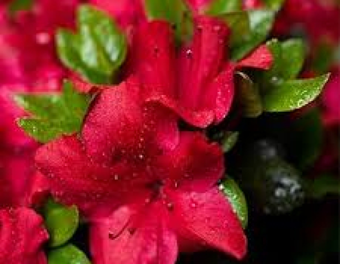 Azalea japonica Johana