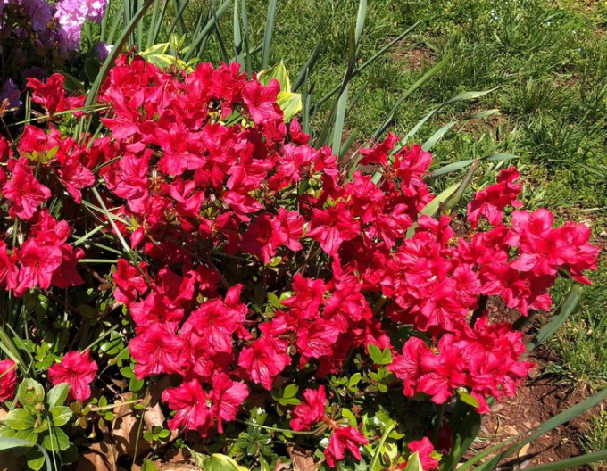Azalea japonica Johana