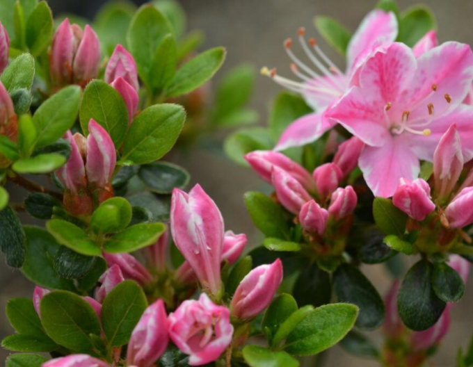 Azalea japonica Kermesina rose