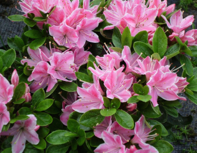Azalea japonica Kermesina rose