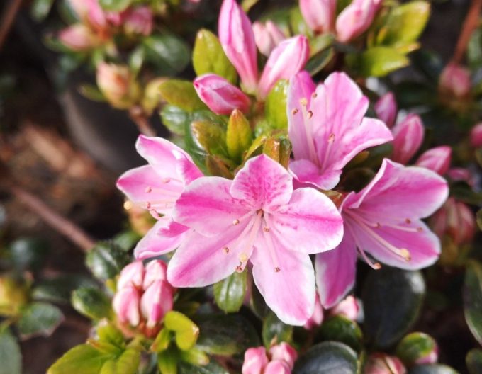 Azalea japonica Kermesina rose