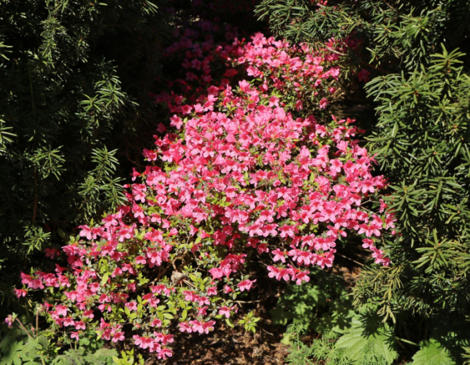 Azalea japoneza Van Hecke