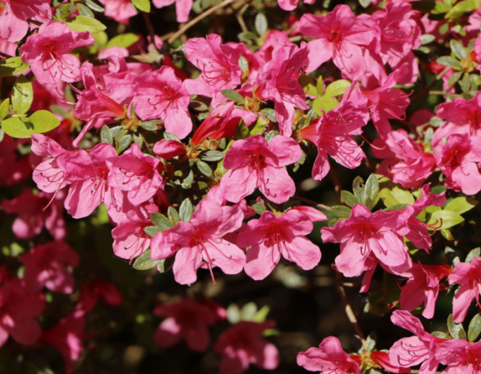 Azalea japoneza Van Hecke