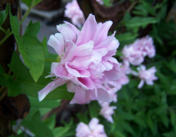 Volbură  cu frunze de iederă "Multiplex