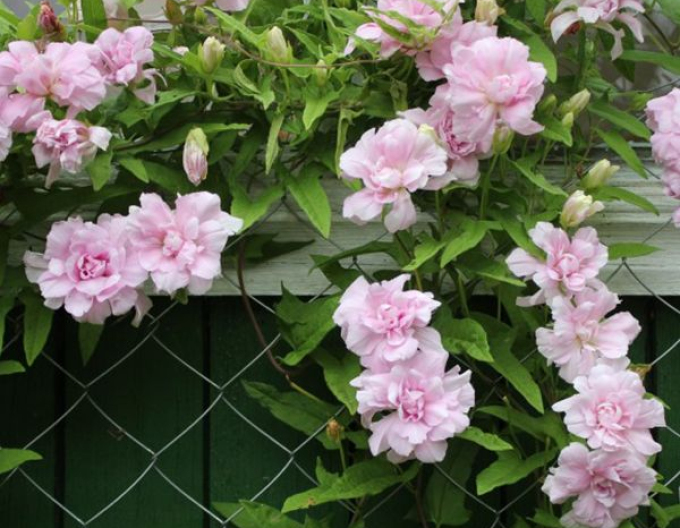 Volbură  cu frunze de iederă "Multiplex