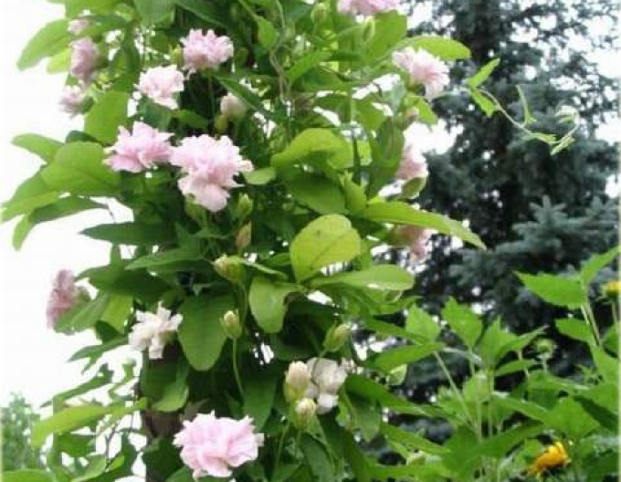 Volbură  cu frunze de iederă "Multiplex