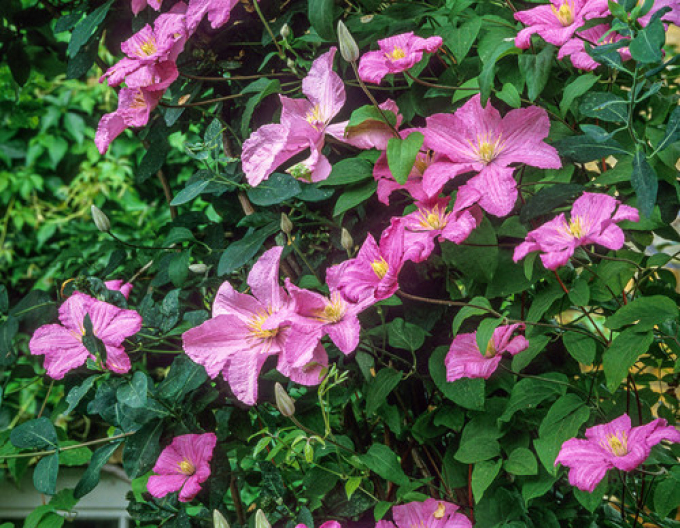 Clematis ´Comtesse de Bouchaud´