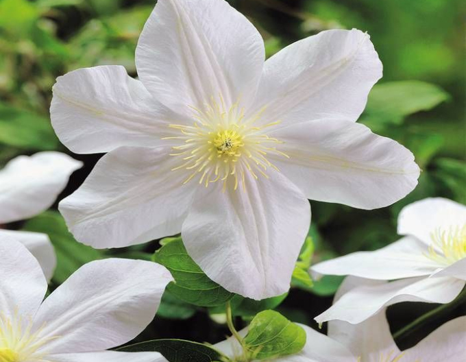 Clematis ´Madame Le Coultre´