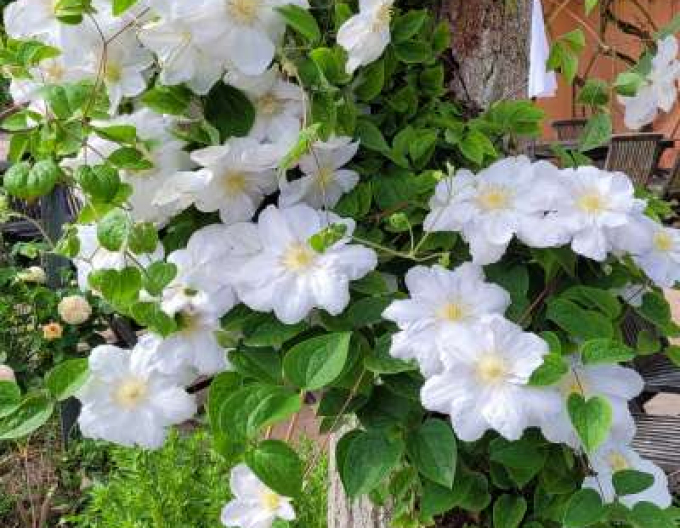 Clematis ´Madame Le Coultre´