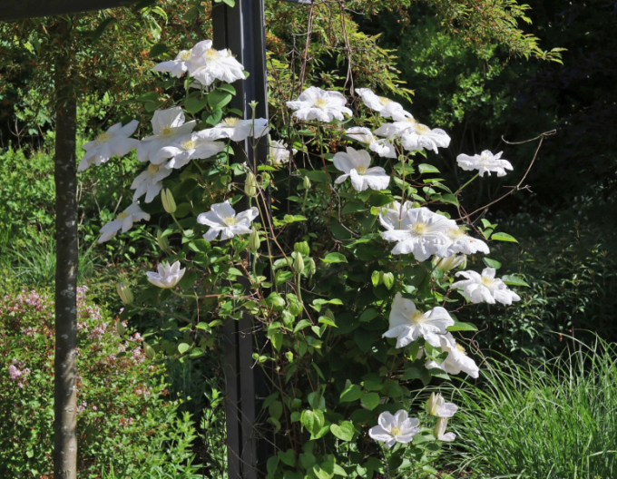 Clematis ´Madame Le Coultre´