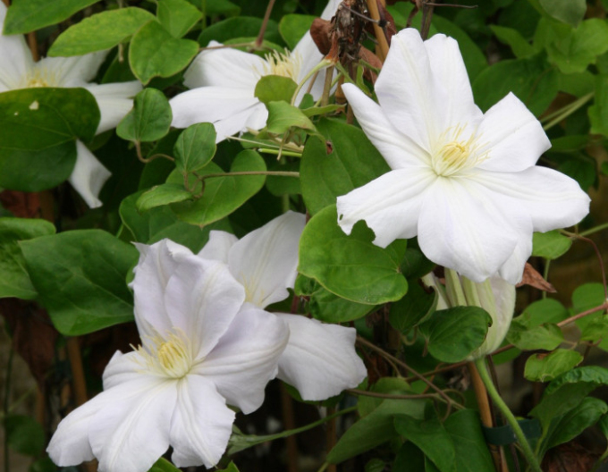 Clematis ´Madame Le Coultre´