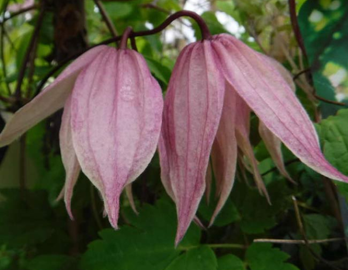 Clematis macropetala  Pink Swing