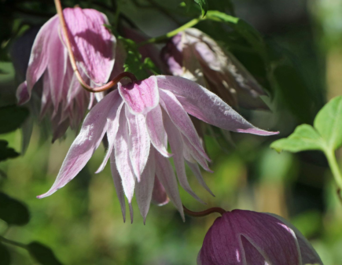 Clematis macropetala  Pink Swing