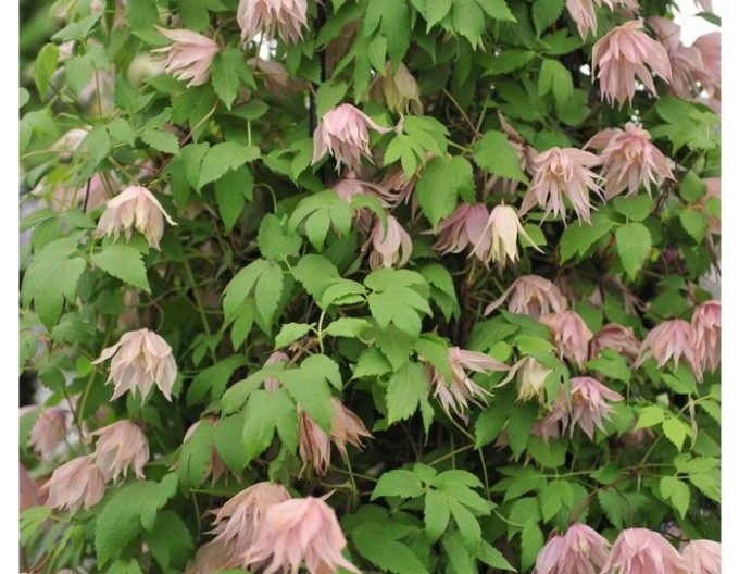 Clematis macropetala  Pink Swing
