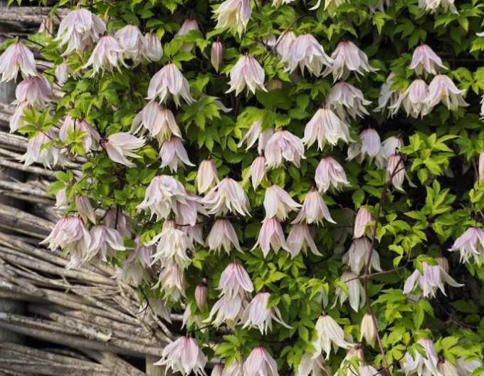 Clematis macropetala  Pink Swing