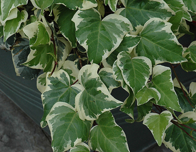 Iederă algeriană Gloire de Marengo