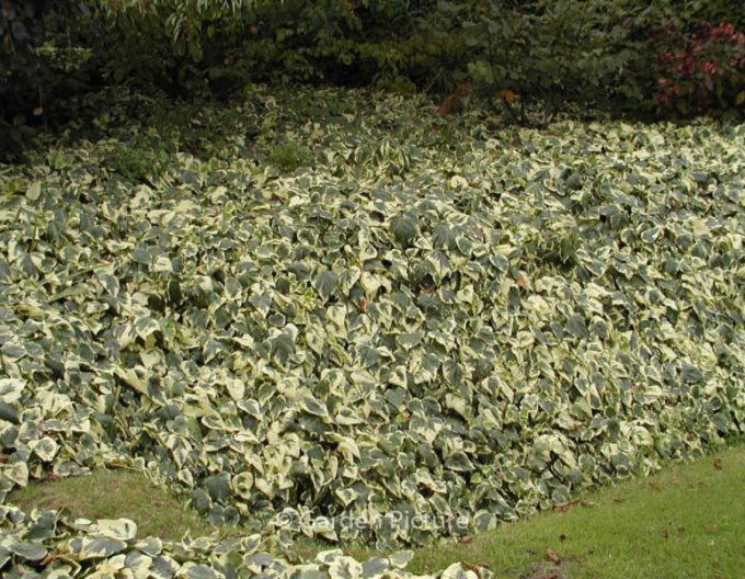 Iederă algeriană Gloire de Marengo