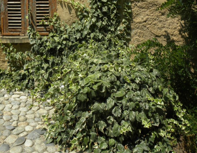 Iederă algeriană Gloire de Marengo