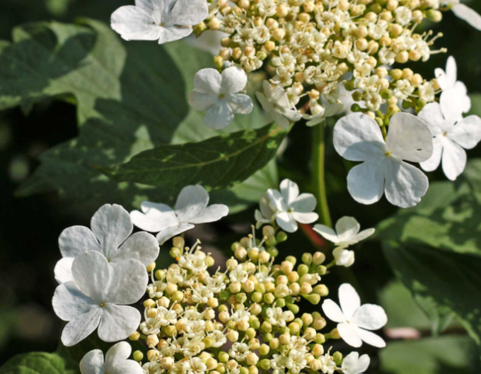 Hortensie cățărătoare