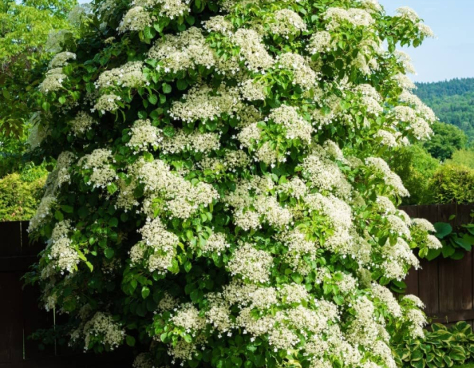 Hortensie cățărătoare