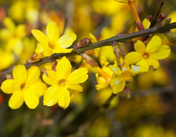 Iasomie Argenteomarginatum