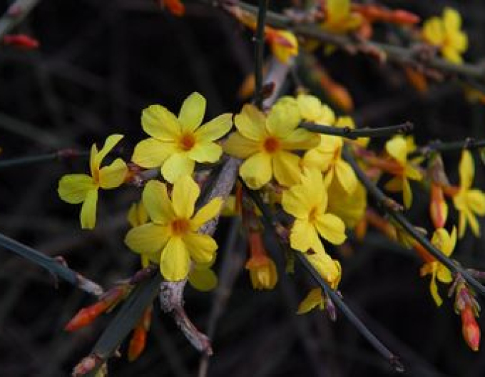 Iasomie Argenteomarginatum