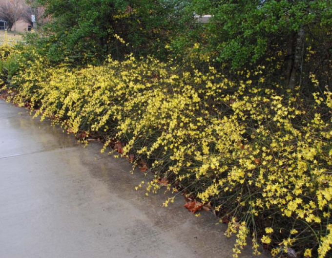 Iasomie Argenteomarginatum