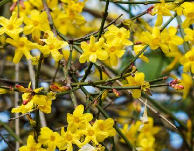 Iasomie Argenteomarginatum