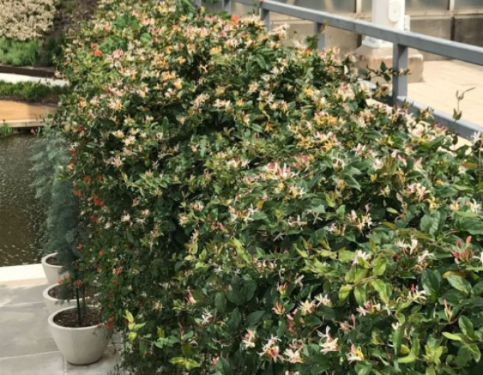 Caprifoi japonez "Purpurea