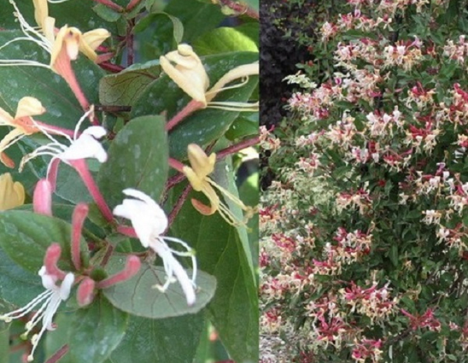 Caprifoi japonez "Purpurea