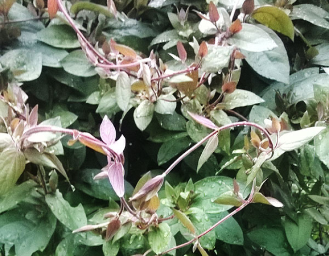 Caprifoi japonez "Purpurea