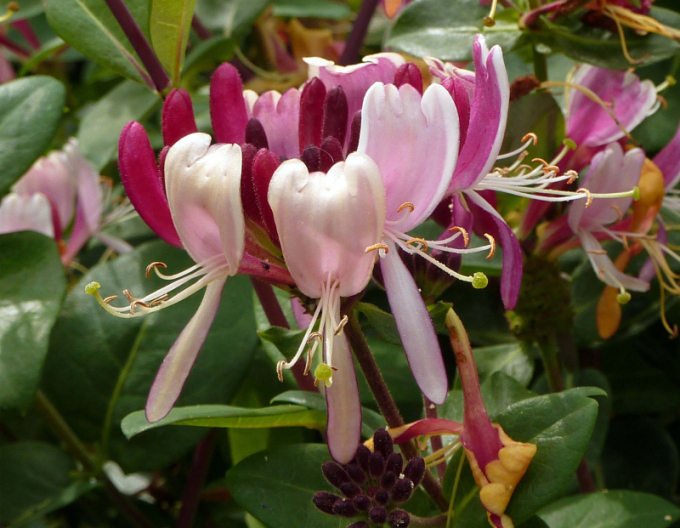 Caprifoi  ´Serotina´