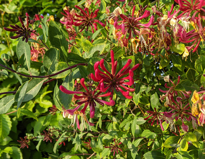 Caprifoi  ´Serotina´