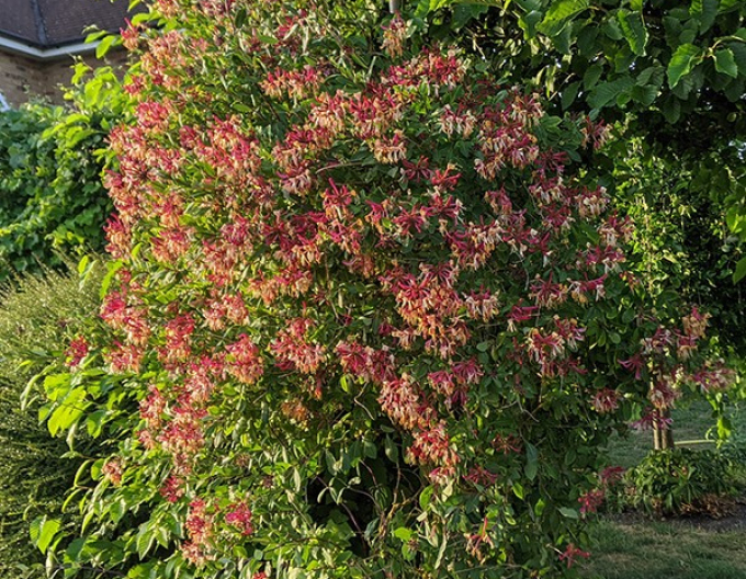 Caprifoi  ´Serotina´