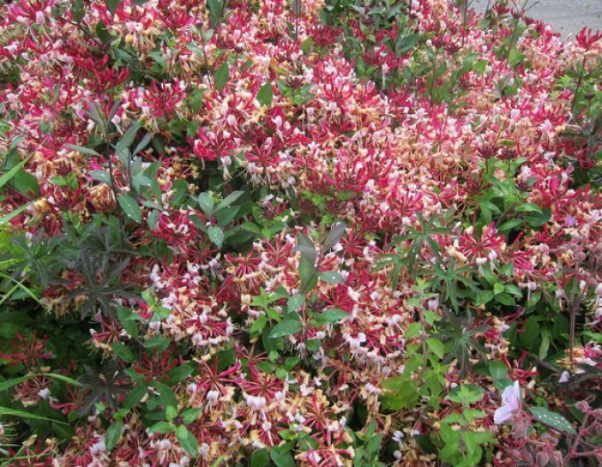 Caprifoi  ´Serotina´