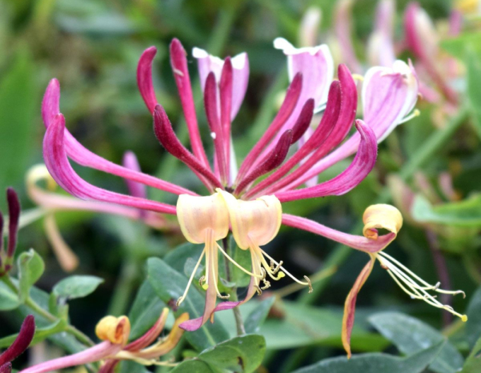 Caprifoi  ´Serotina´