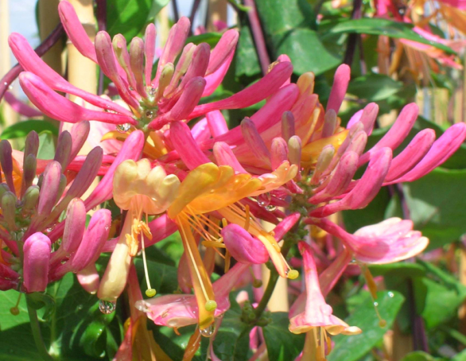 Caprifoi- heckrotii ´American Beauty´