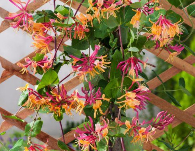 Caprifoi- heckrotii ´American Beauty´