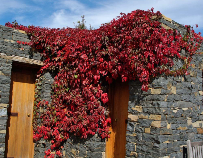 Pavinic cu cinci lobi