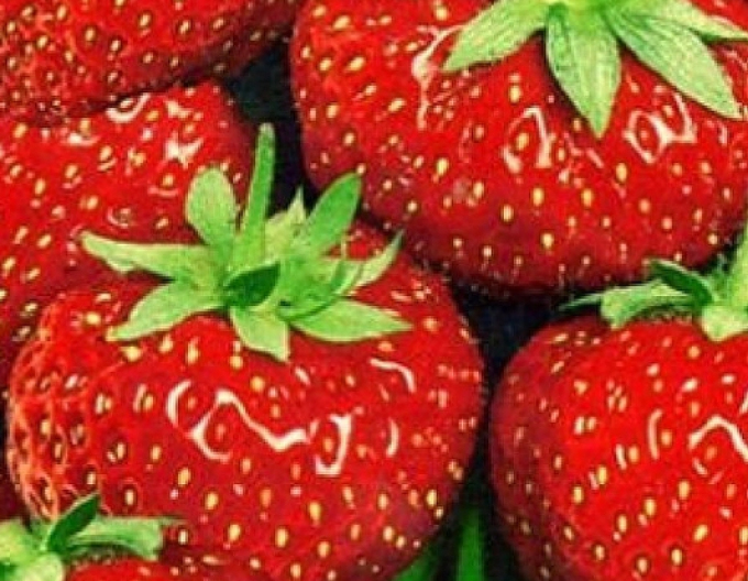 Căpșuni "Senga Sengana" soi mediu timpuriu