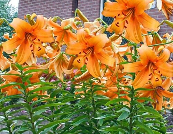 Crini trompetă ´Orange Space´