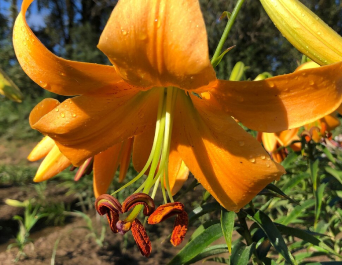 Crini trompetă ´Orange Space´