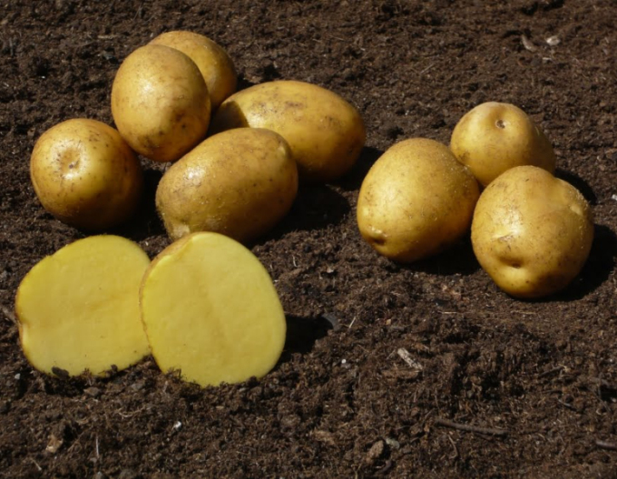 Cartofi de sămânță ´Sunita´ 5kg