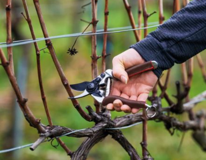 FELCO 6 Elite Secateurs