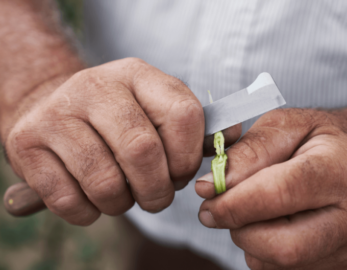 FELCO 512 Cuțit de altoit