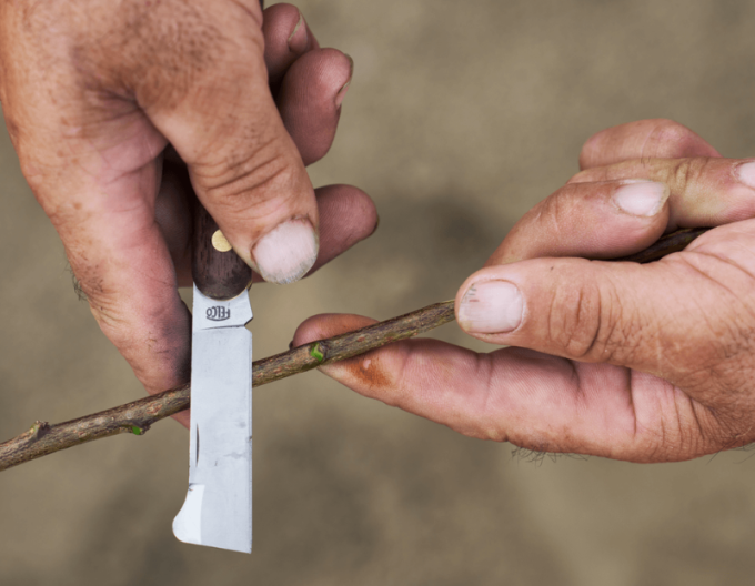 FELCO 512 Cuțit de altoit