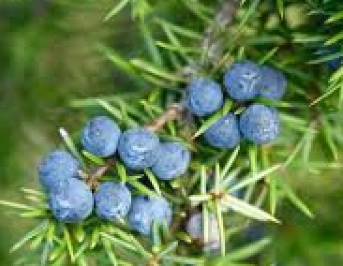 Ienupăr comun (Juniperus communis)